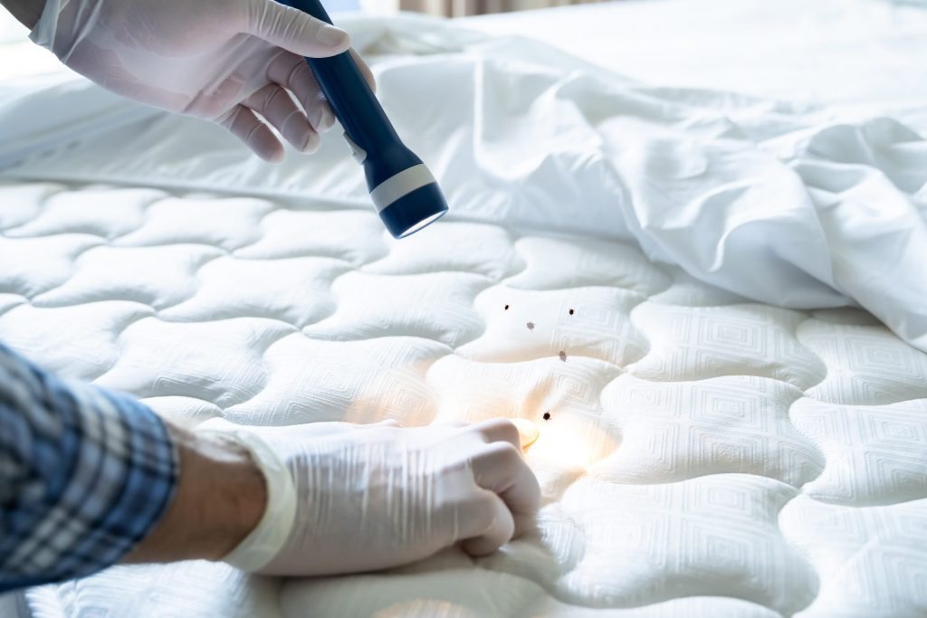 Bed Bug Infestation